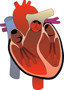 immune system and heart
